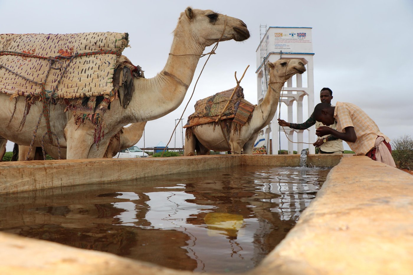 Ali, 16, drinks water from an animal trough, constructed by NRC and funded by FCDO. Photo: Abdulkadir/NRC