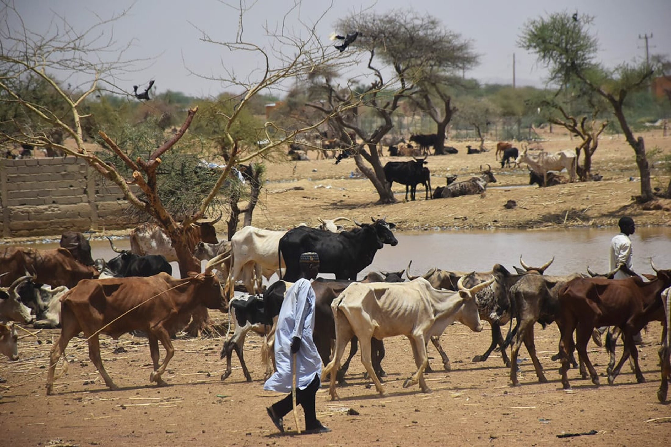 A man shepherding a flock of cows in the Dori area, Burkina Faso.