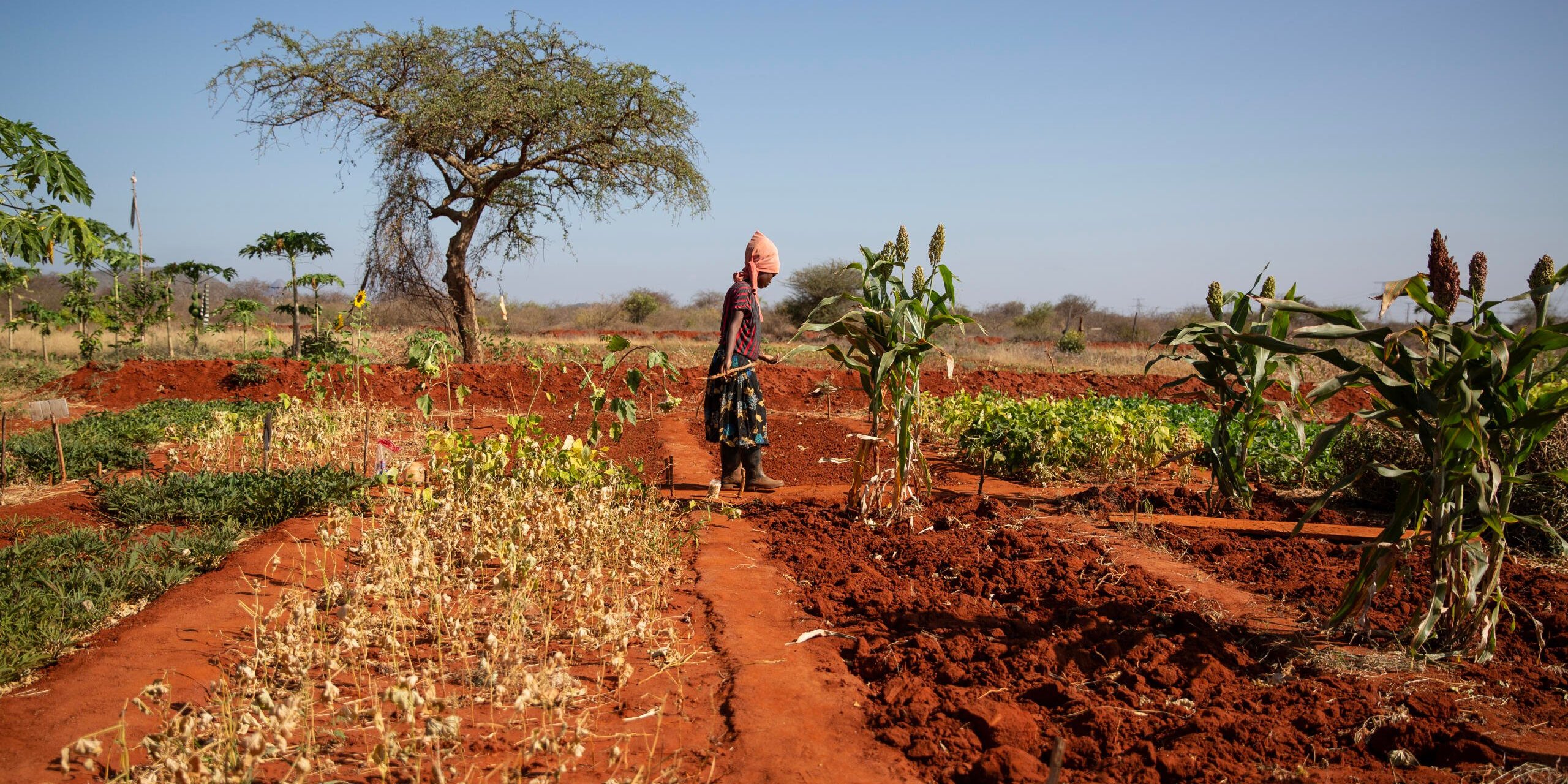 “Today, weather information is a major issue. If we have less rain, we are told to grow crops that are drought-tolerant and mature early, like green grams. They are good, drought-tolerant and fetch a competitive price," says farmer Jonnes Ellijah Mlegwah at his farm outside Voi in Kenya. (Photo: Ingebjørg Kårstad/NRC)